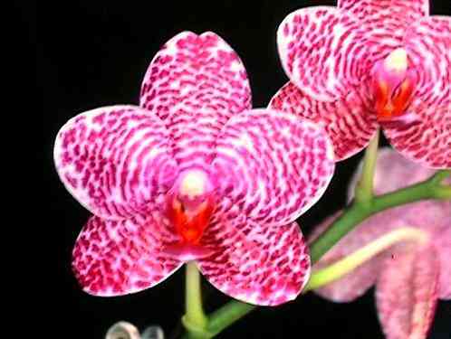 Phalaenopsis Brother Fancy x Joey Tainan